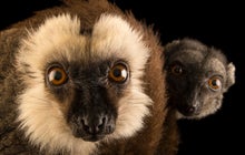 Joel Sartore's Photo Ark