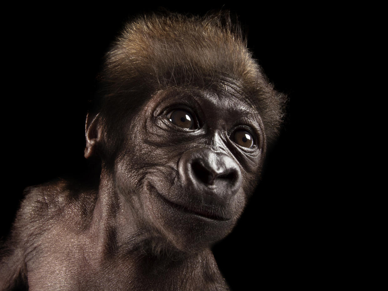 Joel Sartore's Photo Ark - CBS News