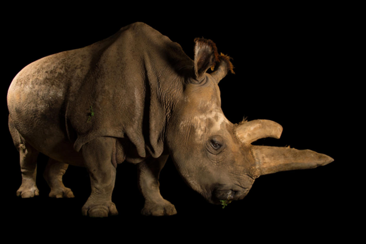 Joel Sartore's Photo Ark - CBS News