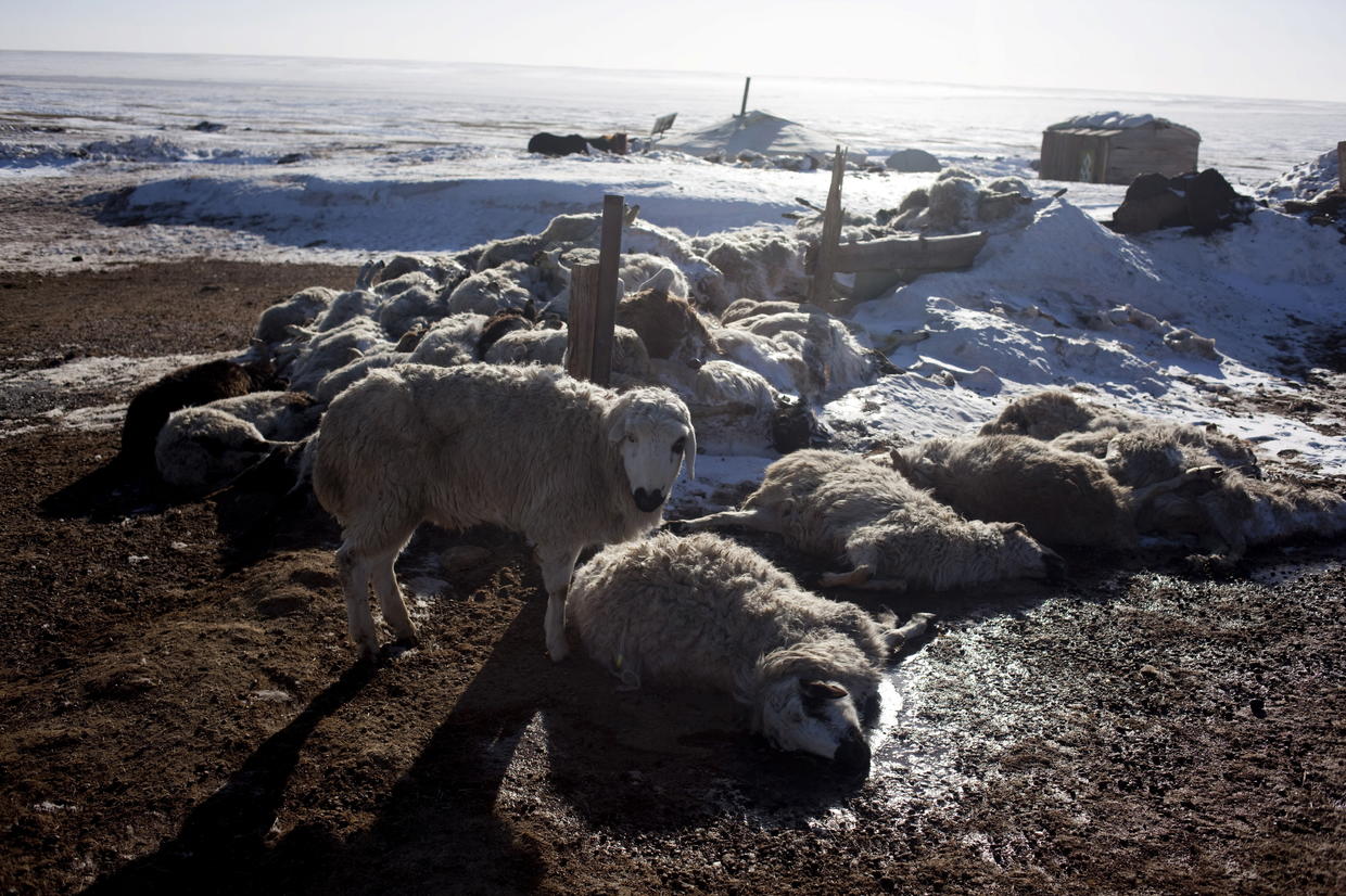 Mysterious Mass Animal Deaths - CBS News