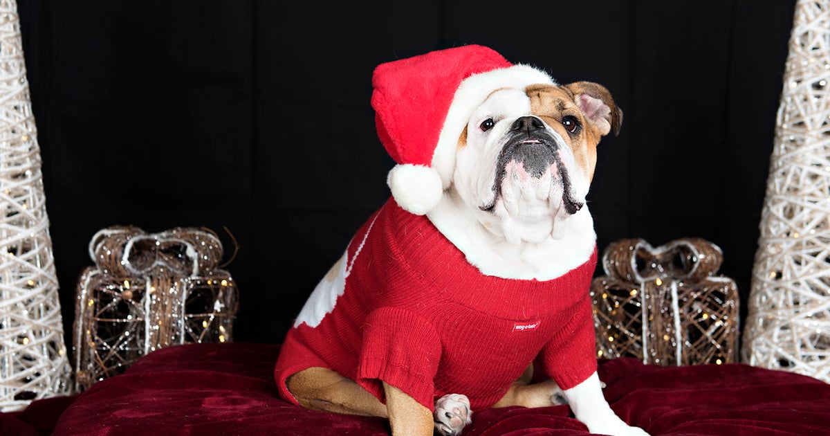 Pets In Sweaters Pets In Sweaters Cbs News