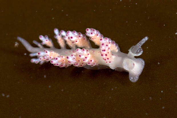 Doto Africoronata Nudibranch New Species Discovered In 2015 Cbs News