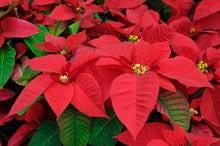 poinsettiaplantflowers.jpg