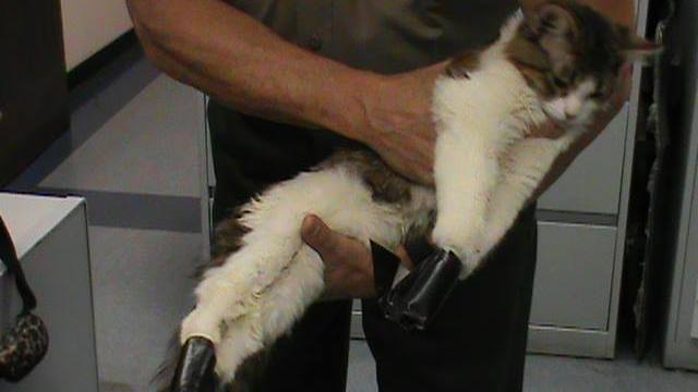 Crimes against animals, victims of animal abuse