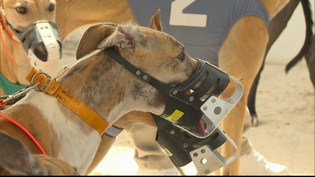 begnaudgreyhounds021216en6.png
