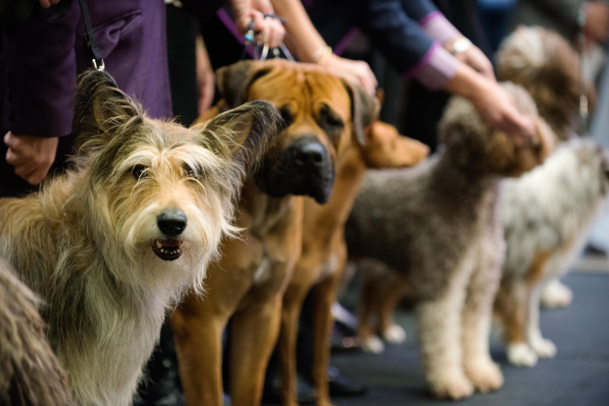 Дог шоу 2004. Шоу собак. Собаки дог шоу. Порода шоу. Dog show я и моя собака.