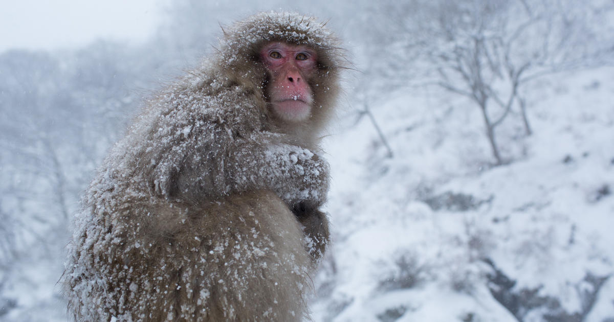 Snow monkeys of Japan - CBS News