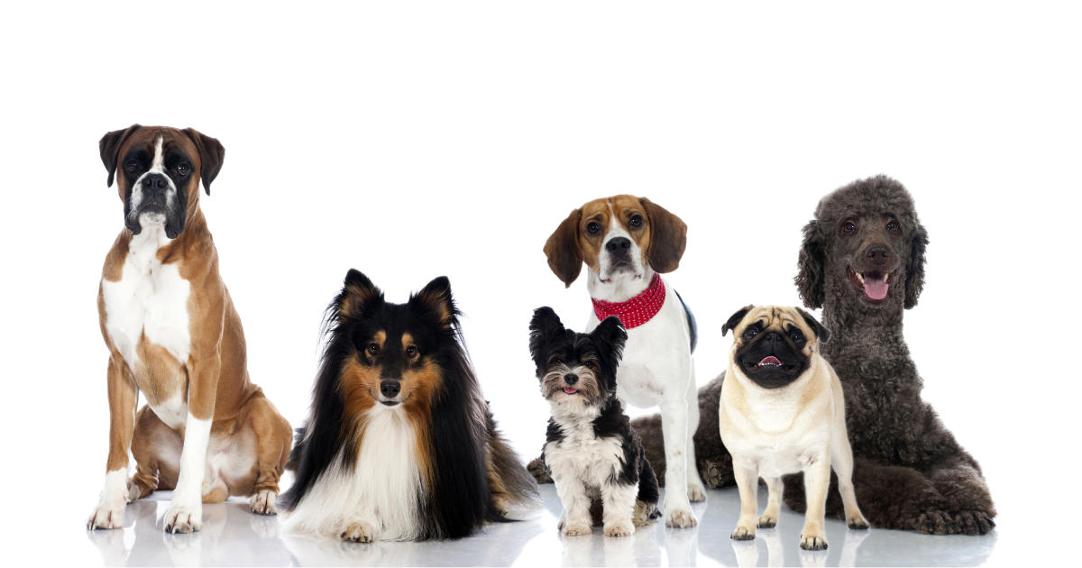 Most popular dog breeds in the U.S 