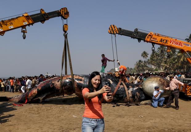 indiawhaleselfie.jpg