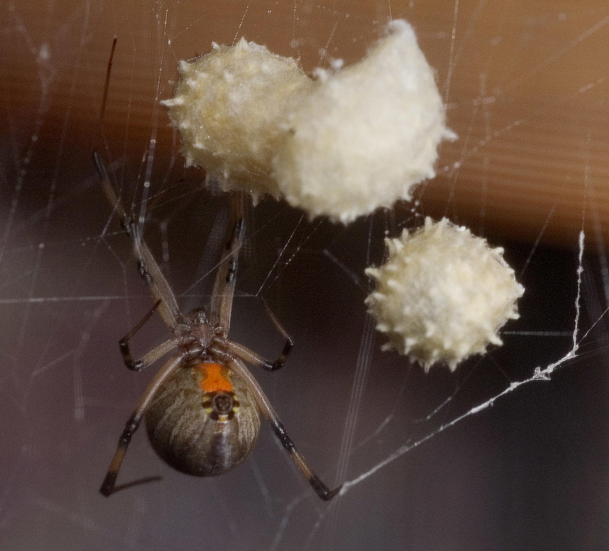 The world's most dangerous spiders (WARNING GRAPHIC IMAGES) - CBS News