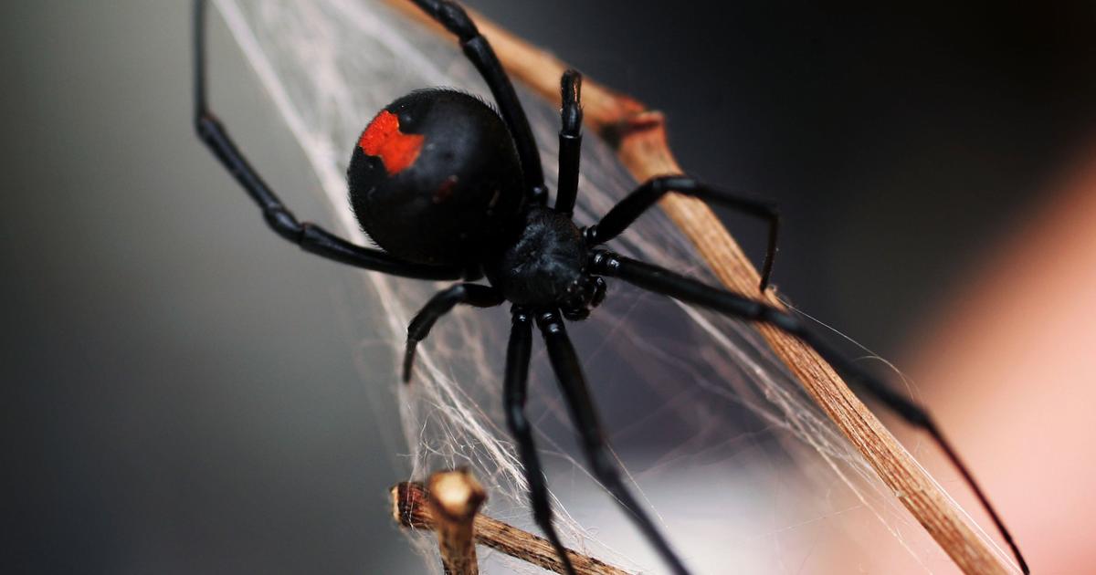 Black Widow Spider Facts / Black Widow : Black widow spiders carry a potent venom that can affect humans, but only mature females have chelicerae (mouthparts) long enough to break human skin.