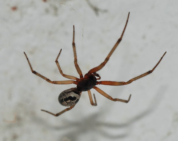 spider2007-3.jpg 
