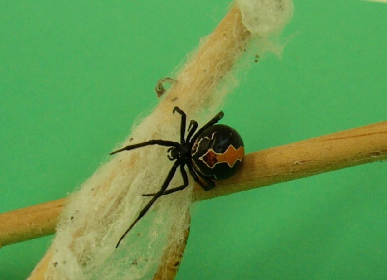 The World S Most Dangerous Spiders Warning Graphic Images Cbs News