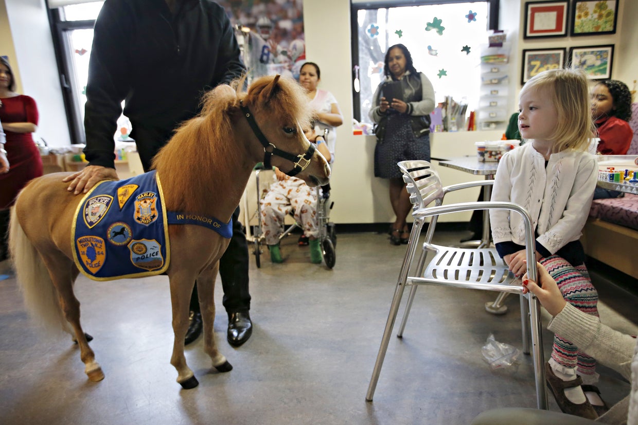 Therapy animals Doggie docs, horse helpers, and more