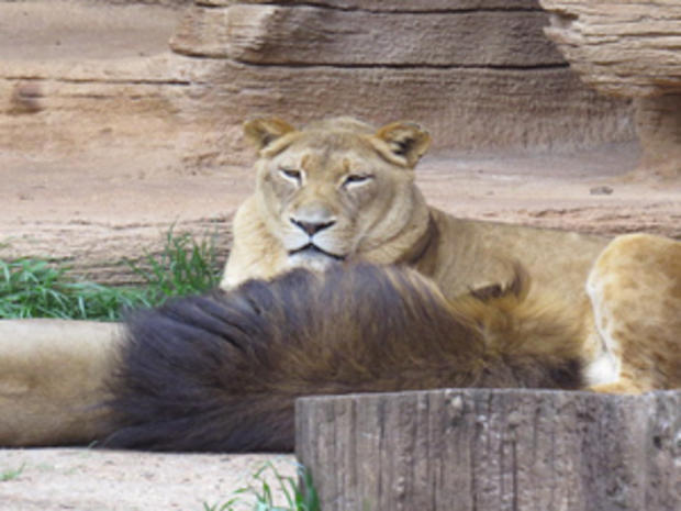 Lions, Riverbanks Zoo and Garden (credit: Randy Yagi) 