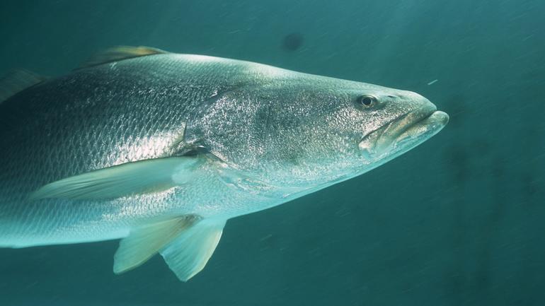 totoaba-1.jpg