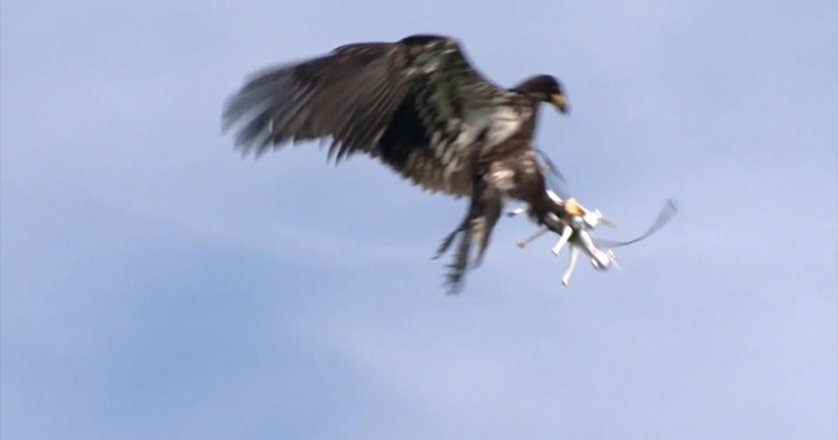 Watch Trained Eagle Snatches Drones From The Sky Cbs News