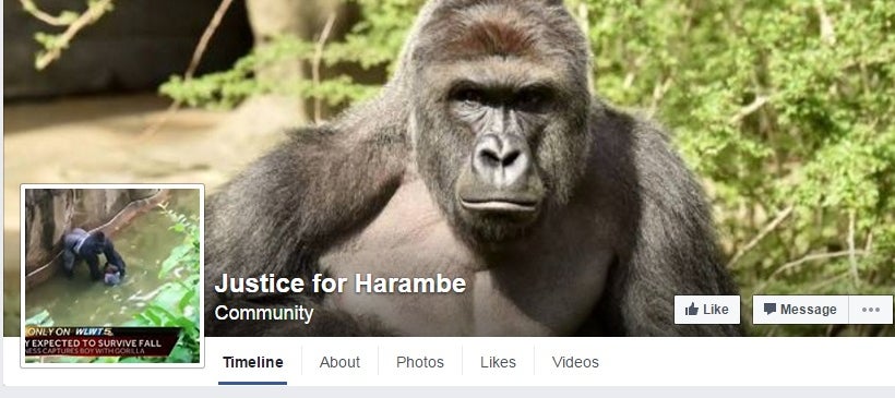 Outrage after gorilla Harambe killed when child falls into exhibit at