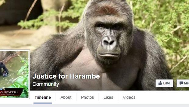 apes don't deserve human justice