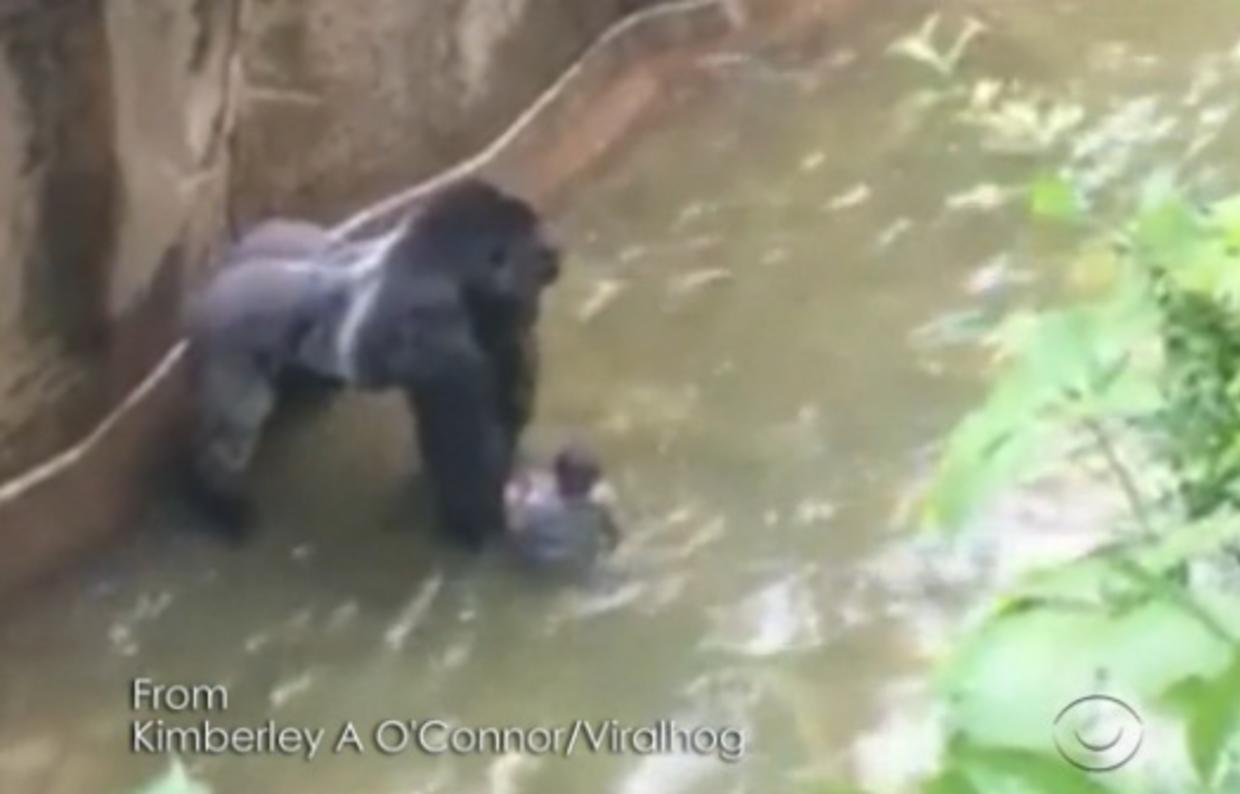 Outrage after gorilla Harambe killed when child falls into exhibit at