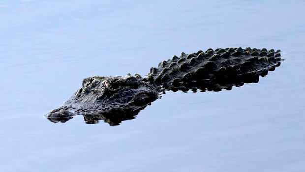 An alligator floats during a practice round of the 94th PGA Championship at the Ocean Course on Aug. 8, 2012, in Kiawah Island, South Carolina. 