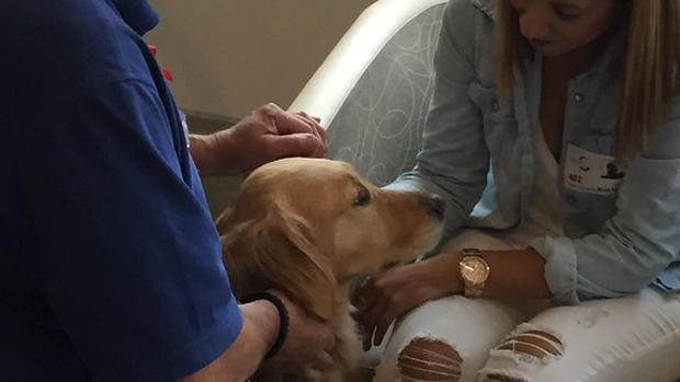 Therapy animals: Doggie docs, horse helpers, and more 