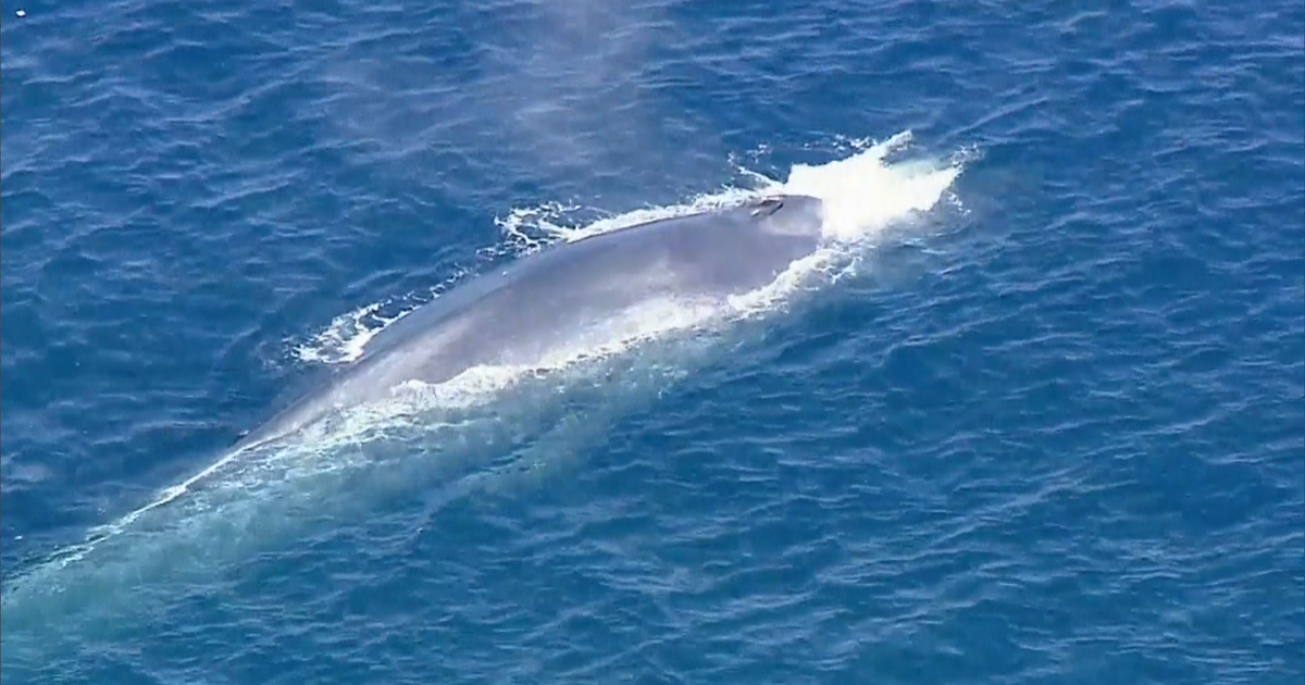 Rescue crews racing to save blue whale tangled off Calif. coast - CBS News