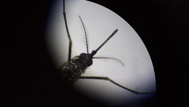 Zika Virus/Mosquito 