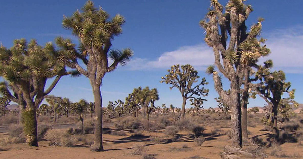 On The Trail: The singular Joshua tree - CBS News