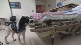 j7-blackstone-super-bug-sniffing-dog-transfer-frame-30.png