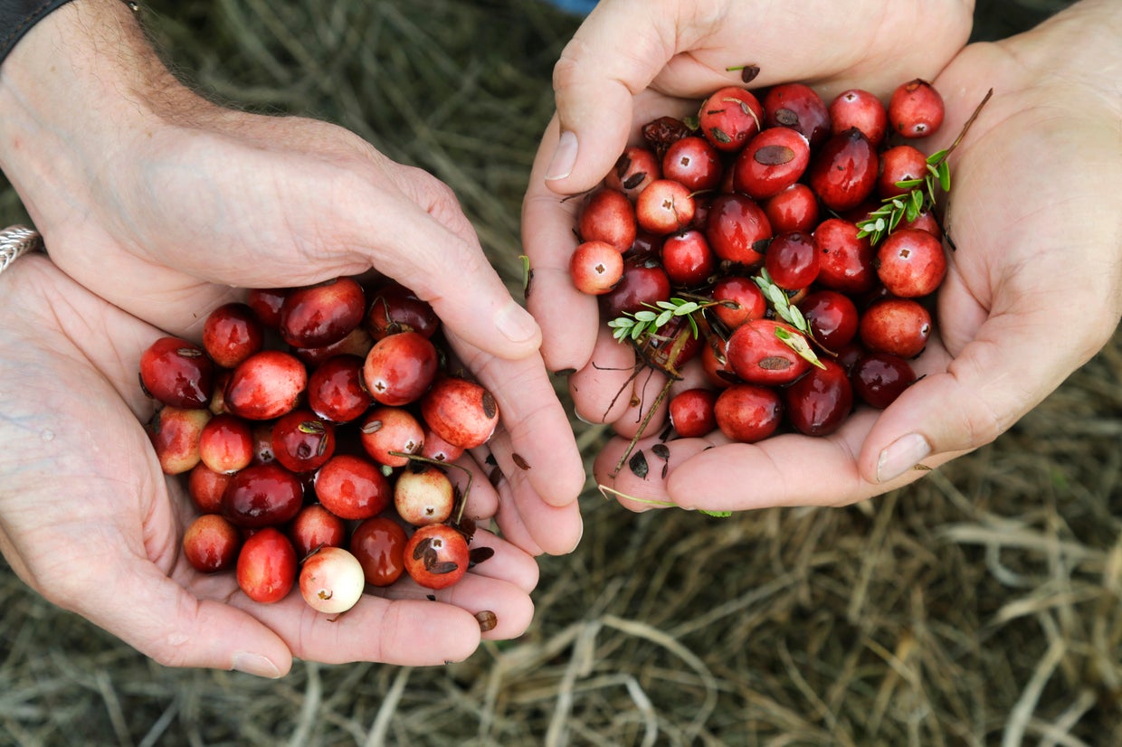 Cranberries at 200 Market changes, drought create a crisis CBS News