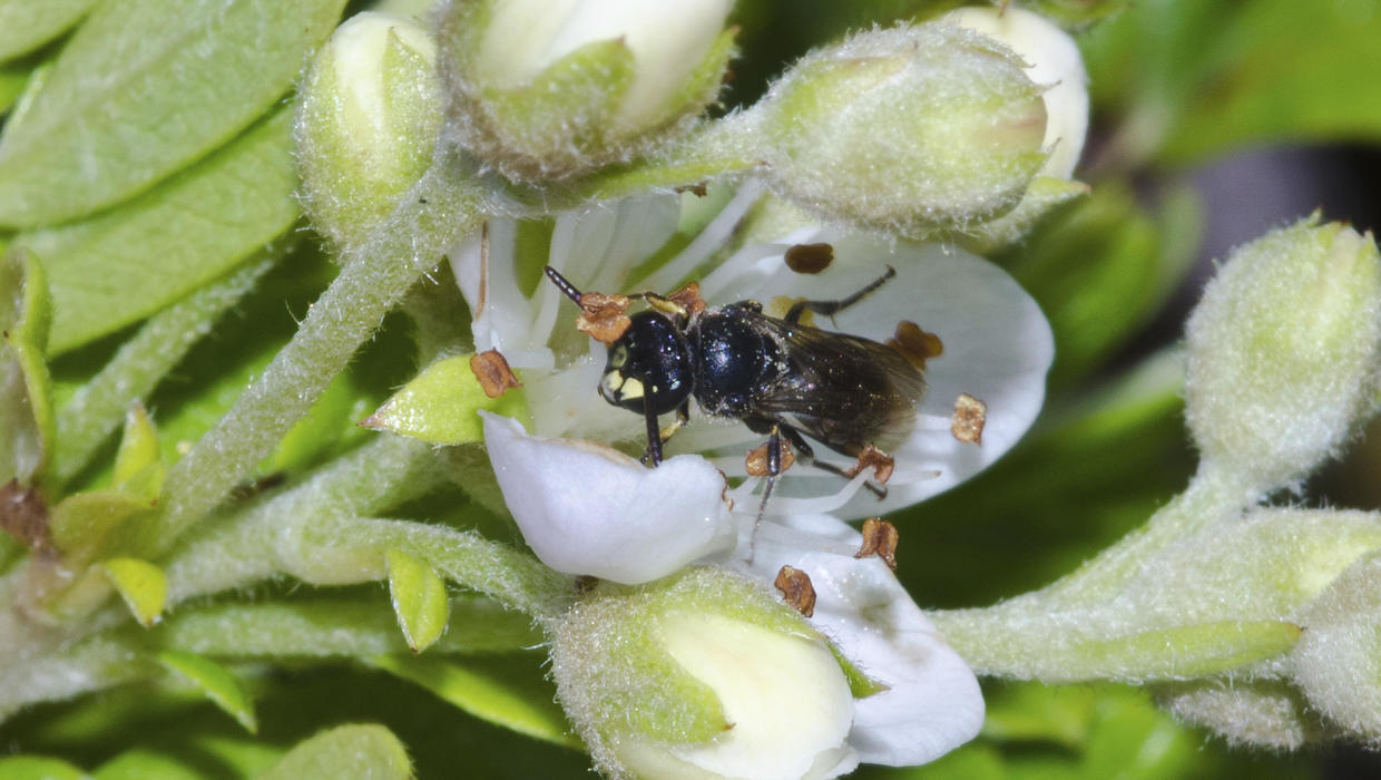 Hawaii yellow-faced bees placed on Endangered Species list - CBS News