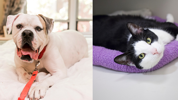 ASPCA - Pet Adoption Guide 