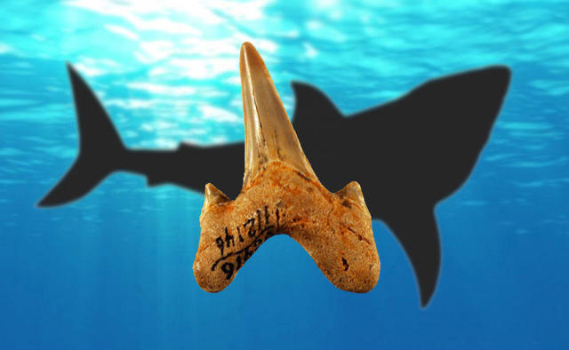 Ancient Shark Is Related To Extinct Megalodon Cbs News