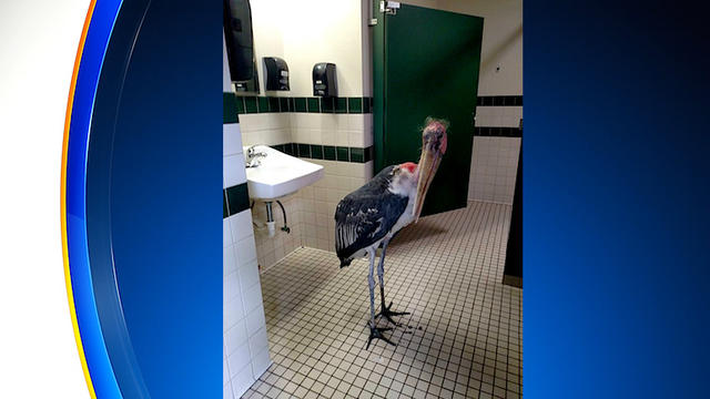 stork-in-bathroom.jpg 