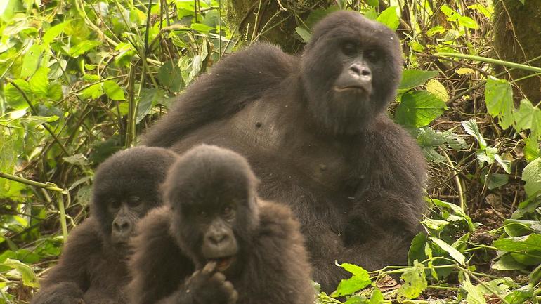 gorilla-family.jpg