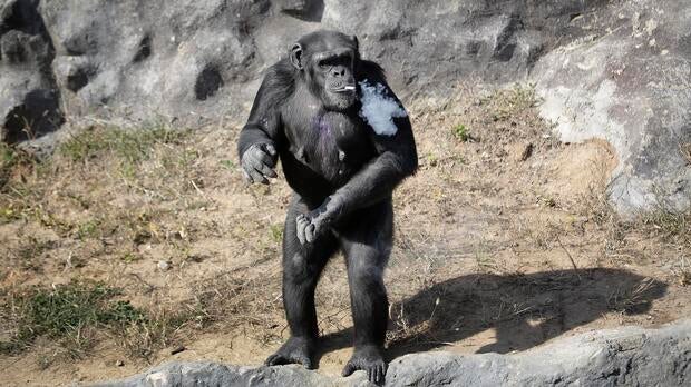 ap-smoking-chimp2.jpg