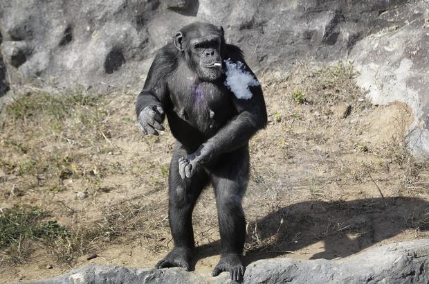 smoking chimpanzee in korea