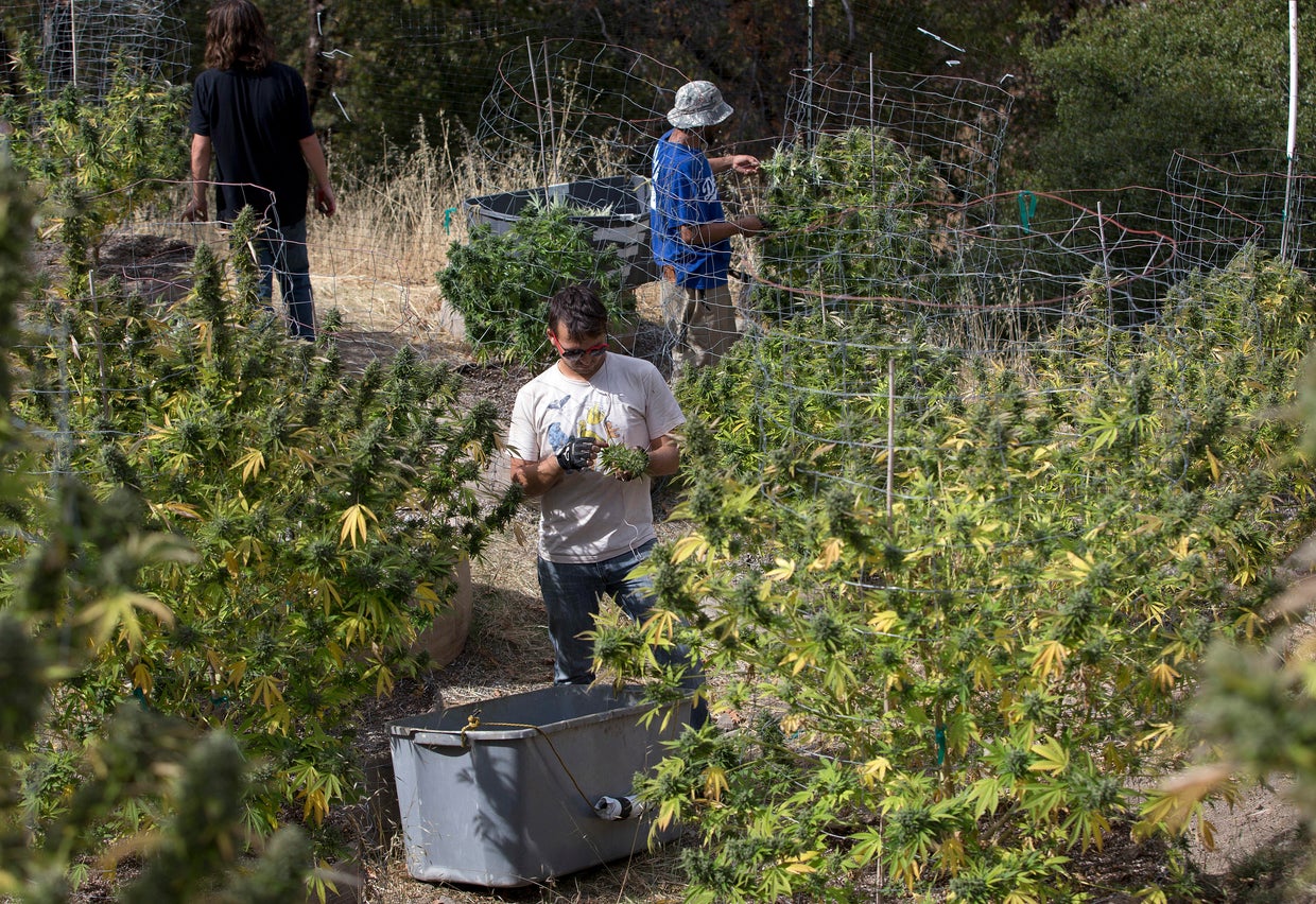 California's pot farmers CBS News