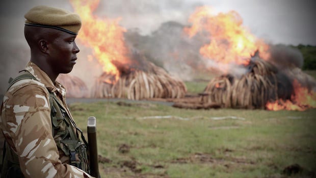 ivoryrising-00096.jpg