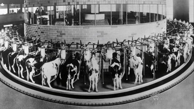 Almanac The automatic cow milking machine CBS News