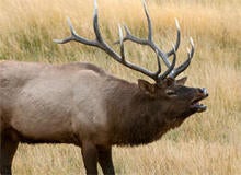 male-elk-bugling-verne-lehmberg-244.jpg