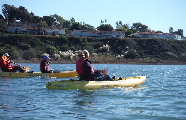 kayak-tour-of-upper-newport-bay-ecological-reserve - verified 