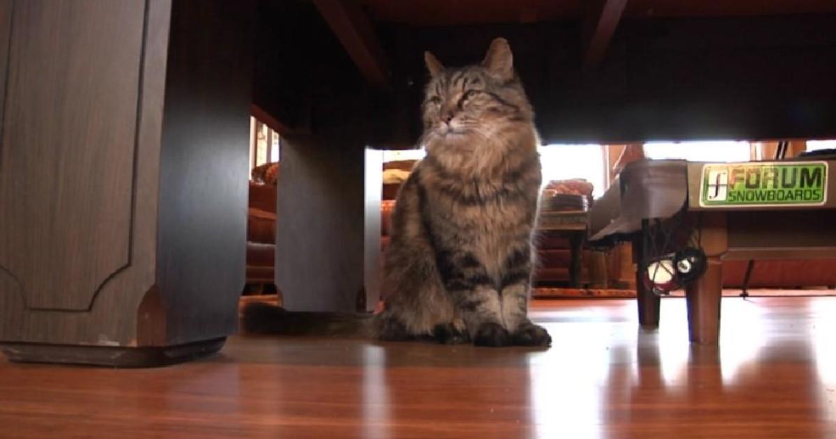 Corduroy The Cat Believed To The World S Oldest Cat