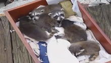 8-baby-raccoons-on-sequoia.jpg