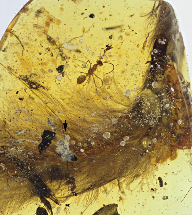 feathered dinosaur in amber