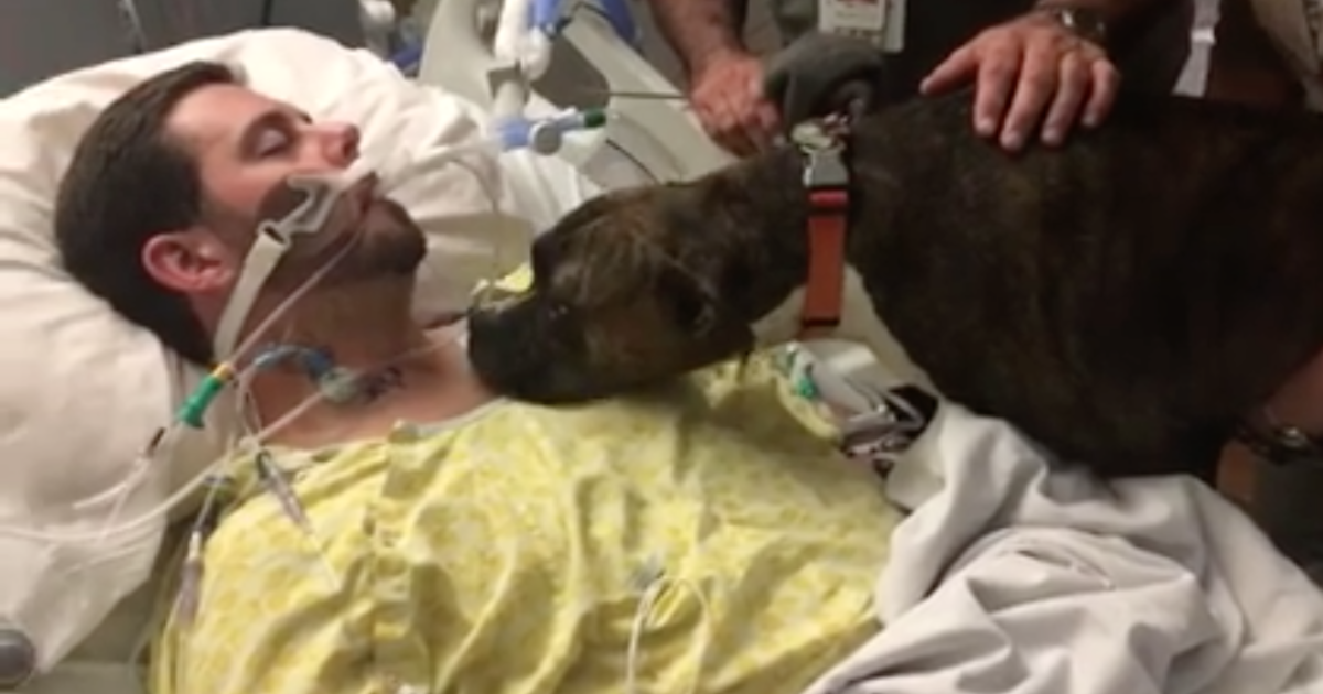 Dog Visits Dying Owner In Hospital To Give Heartbreaking