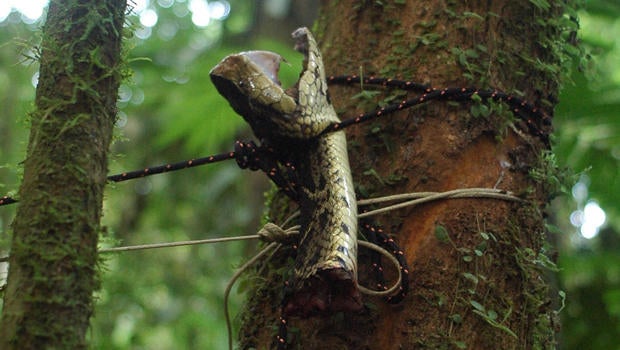 Curse Of The Lost City Of The Monkey God Cbs News