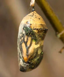 monarch-butterfly-before-emerging-from-chrysalis-verne-lehmberg.jpg