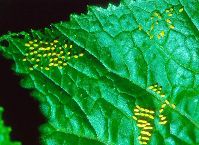 Nature up close Monarch butterflies CBS News